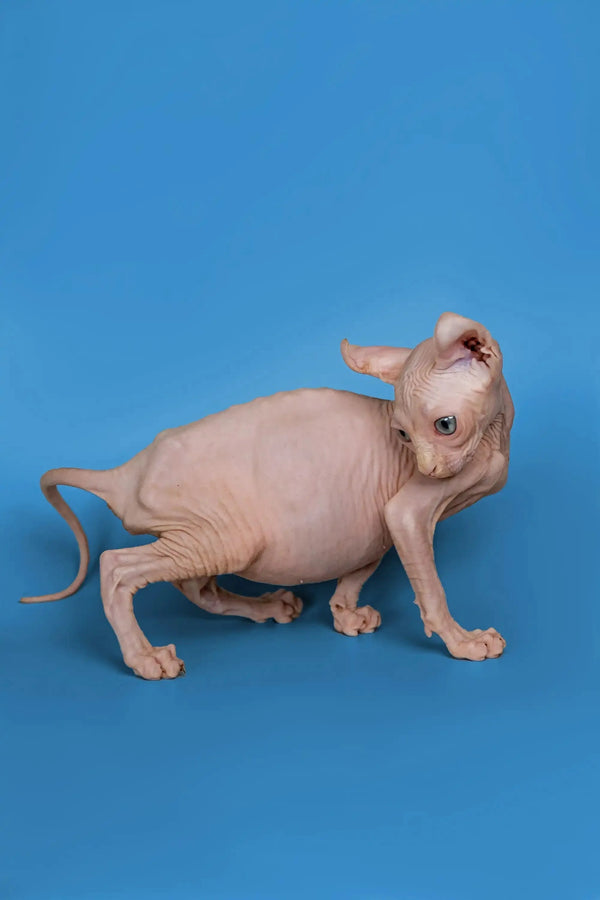 Adorable Hairless Sphynx Minni Elf Kitten with wrinkled pink skin and big ears