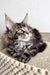 Maine Coon kitten Mira with fluffy fur and pointed ears gazing upwards