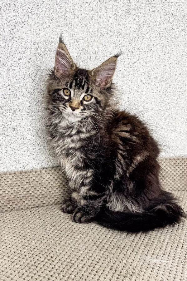 Fluffy Maine Coon kitten named Mira with tabby markings and bright green eyes