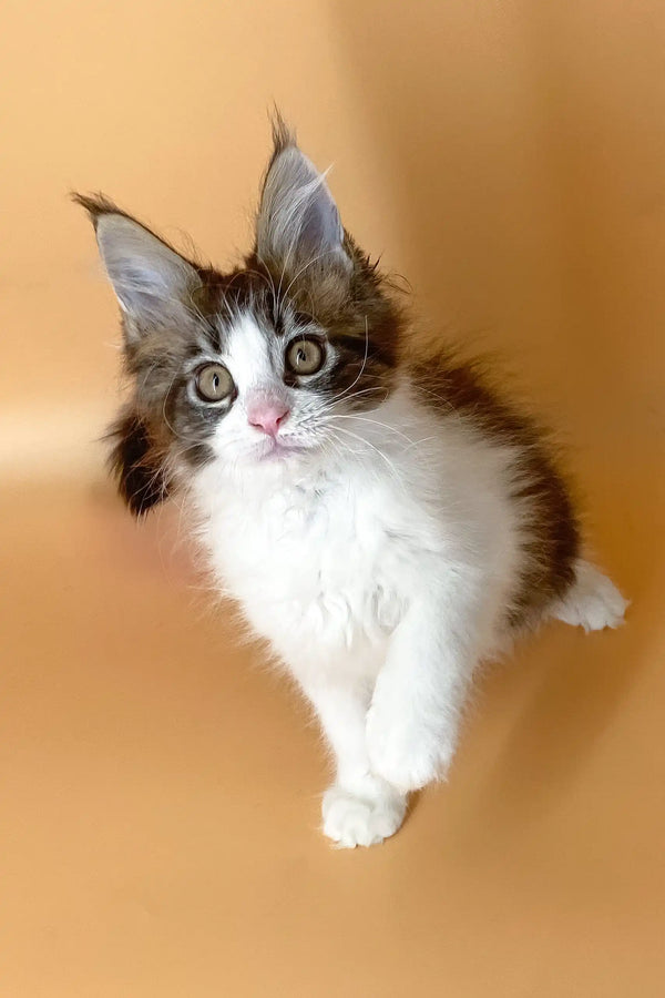 Fluffy black and white Maine Coon kitten with green eyes and pointed ears named Mira