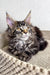 Majestic Maine Coon kitten Mira with striking yellow eyes and long tabby fur