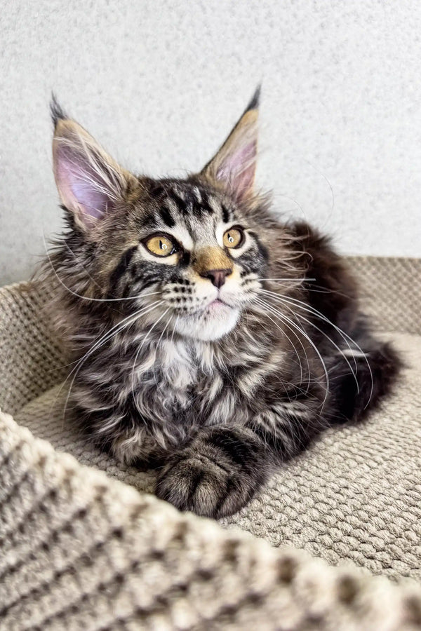 Majestic Maine Coon kitten Mira with striking yellow eyes and long tabby fur