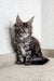 Adorable tabby Maine Coon kitten with fluffy fur and pointy ears from Mira