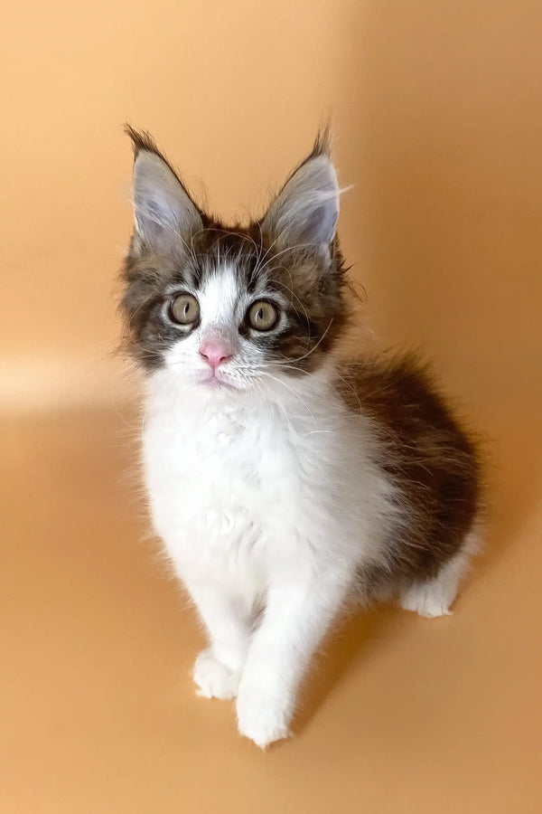 Wide-eyed black and white fluffy Maine Coon kitten named Mira with pointed ears