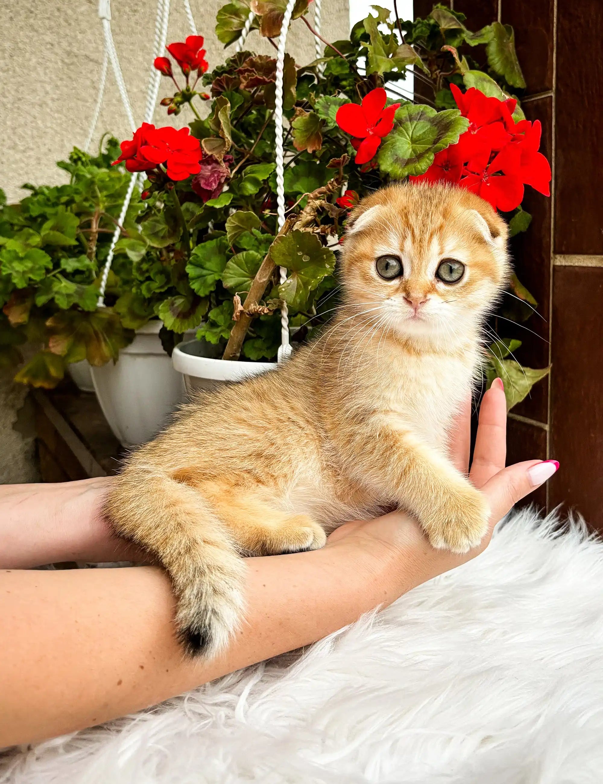 Scottish Fold Kittens For Sale Mira | Kitten