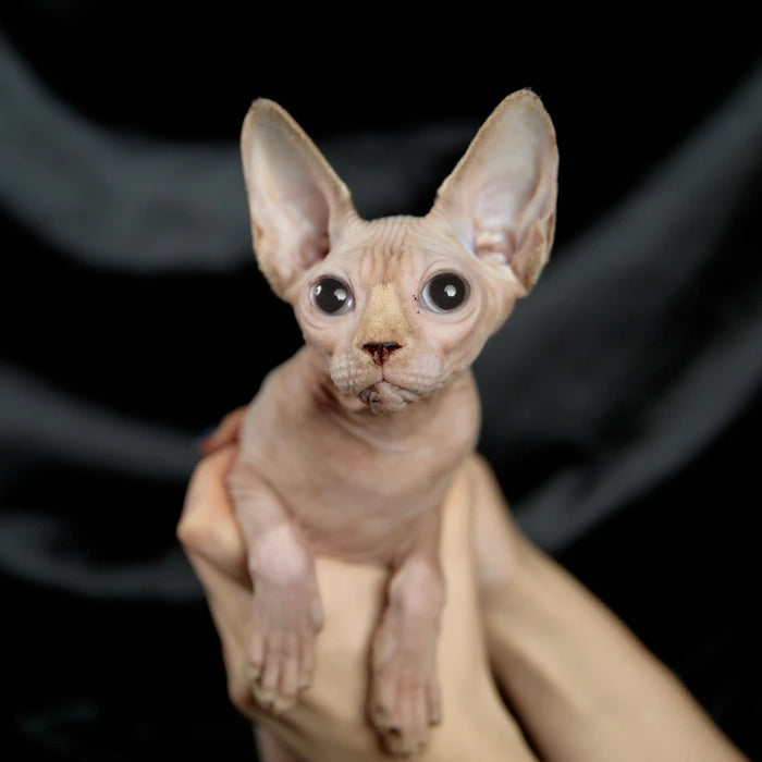 Sphynx Cats for Sale | Kittens For Mira | Kitten