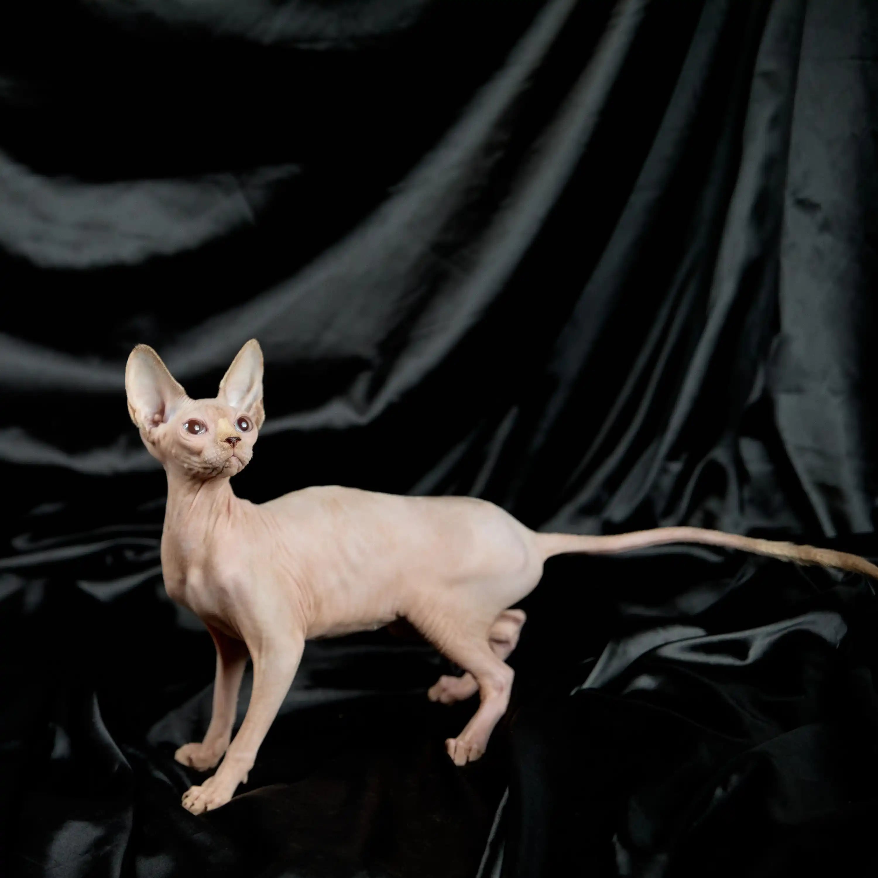 Sphynx Cats for Sale | Kittens For Mira | Kitten