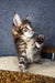 Maine Coon kitten with fluffy fur standing tall on hind legs looking playful