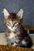 Adorable Maine Coon kitten with brown tabby fur and cute ear tufts in Mirage product