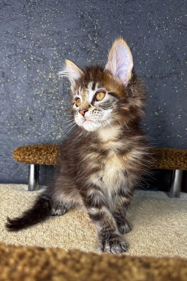Fluffy Maine Coon kitten with tabby markings and bright green eyes in Mirage product