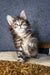 Fluffy Maine Coon kitten with bright eyes looking up in Mirage | Maine Coon Kitten