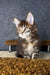 Fluffy brown tabby Maine Coon kitten with amber eyes and white chest markings