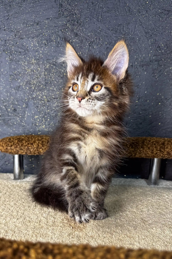 Fluffy brown tabby Maine Coon kitten with perked ears and an alert look