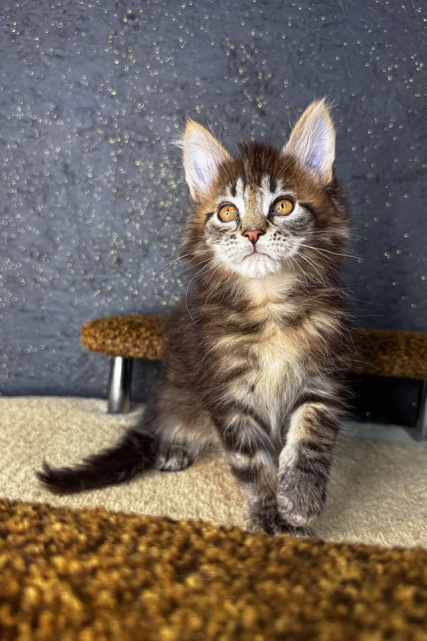 Fluffy brown tabby Maine Coon kitten with striking yellow eyes for Mirage product