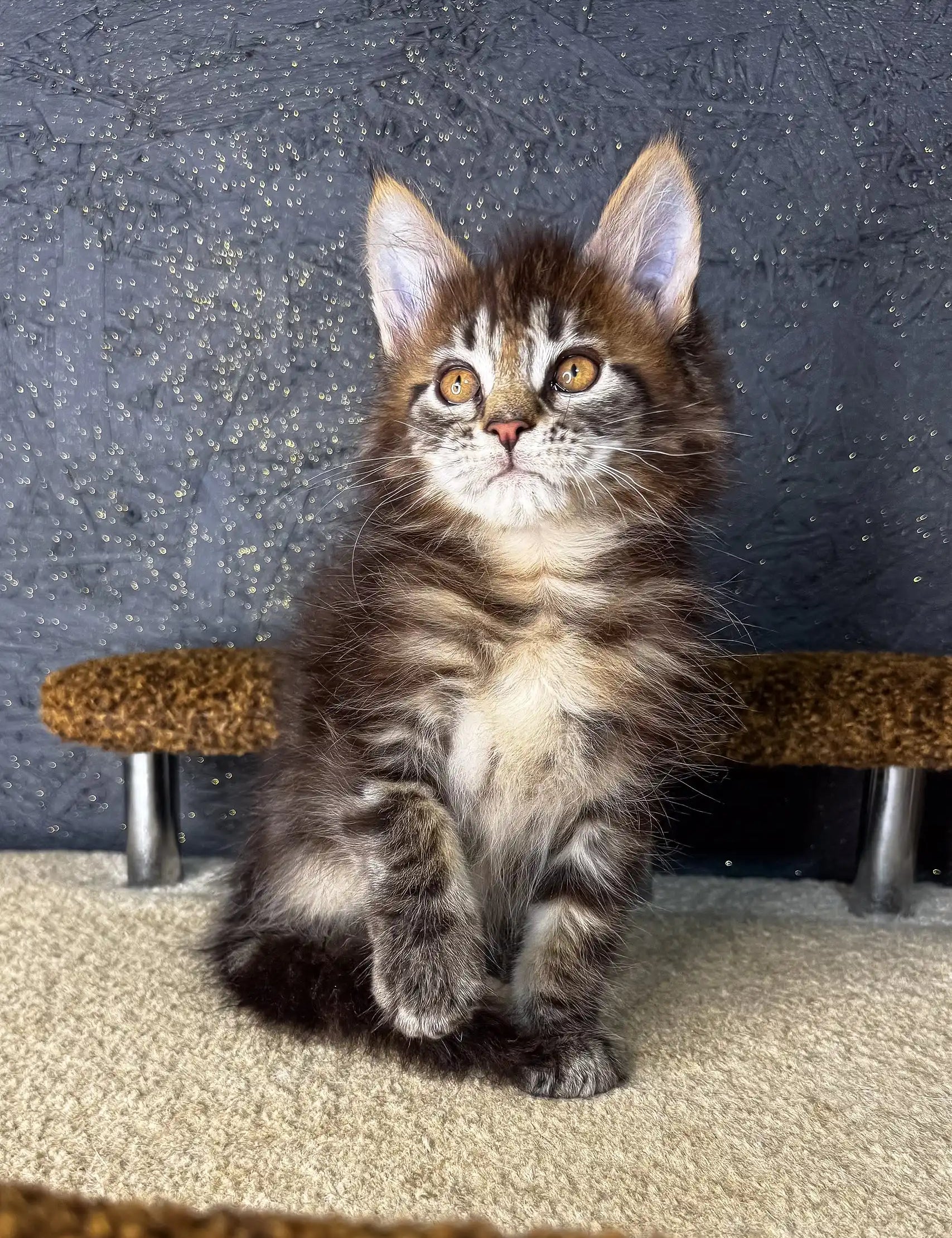 Fluffy brown and white Maine Coon kitten sitting upright for Mirage Maine Coon Kitten