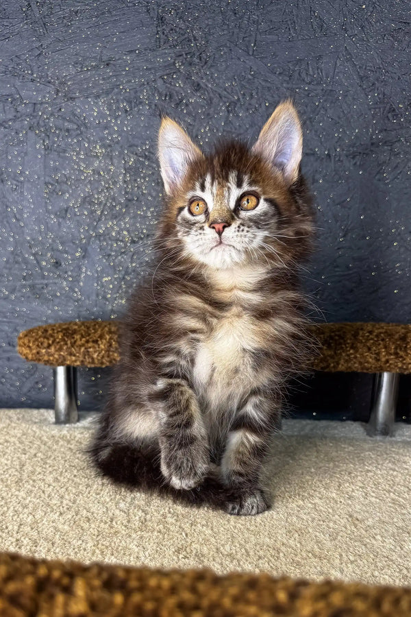 Fluffy brown and white Maine Coon kitten sitting upright for Mirage Maine Coon Kitten