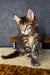 Striped Maine Coon kitten with fluffy fur and pointed ears in Mirage product