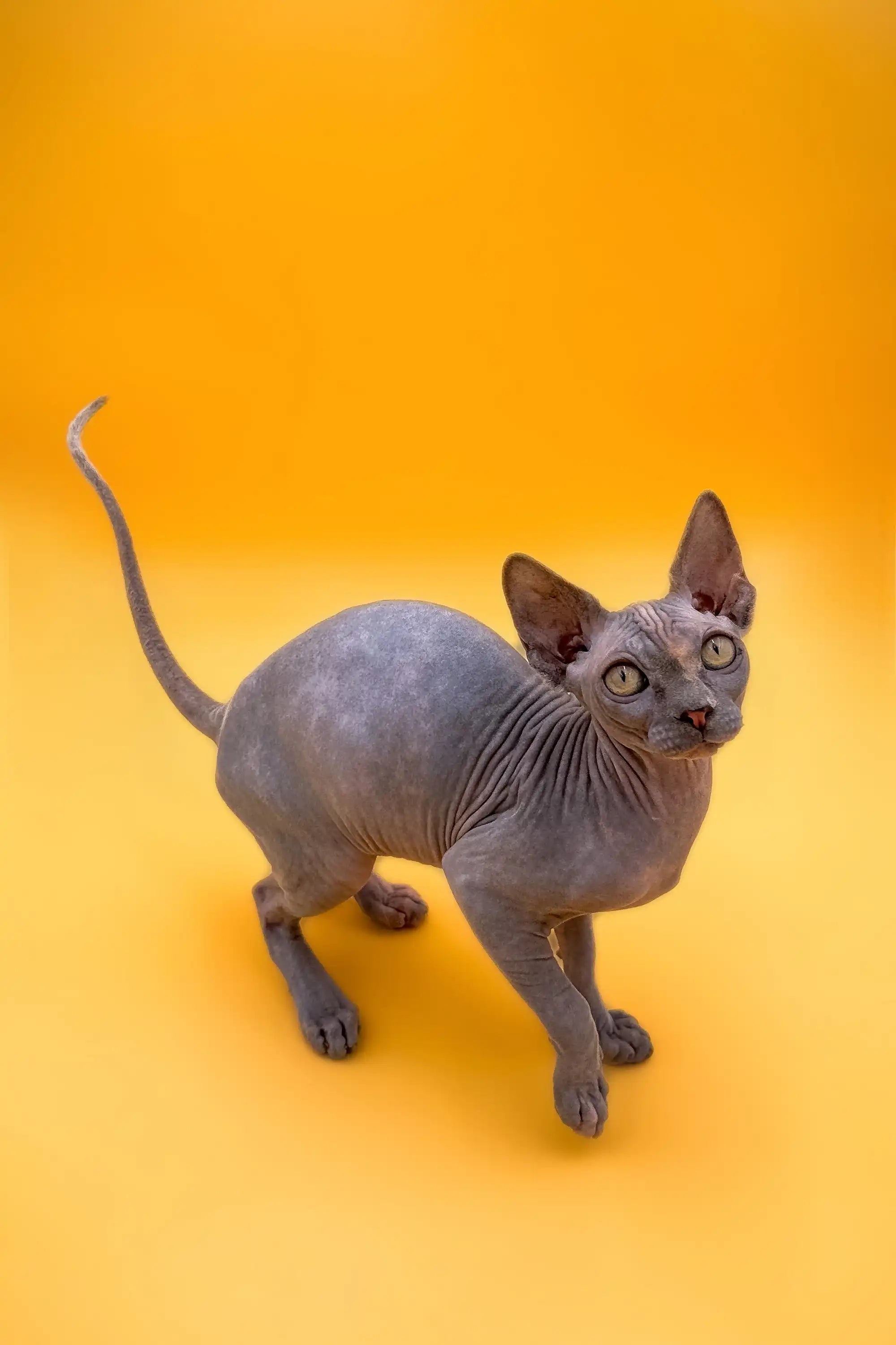 Hairless Sphynx Cats & Kittens for Sale Mirand | Kitten