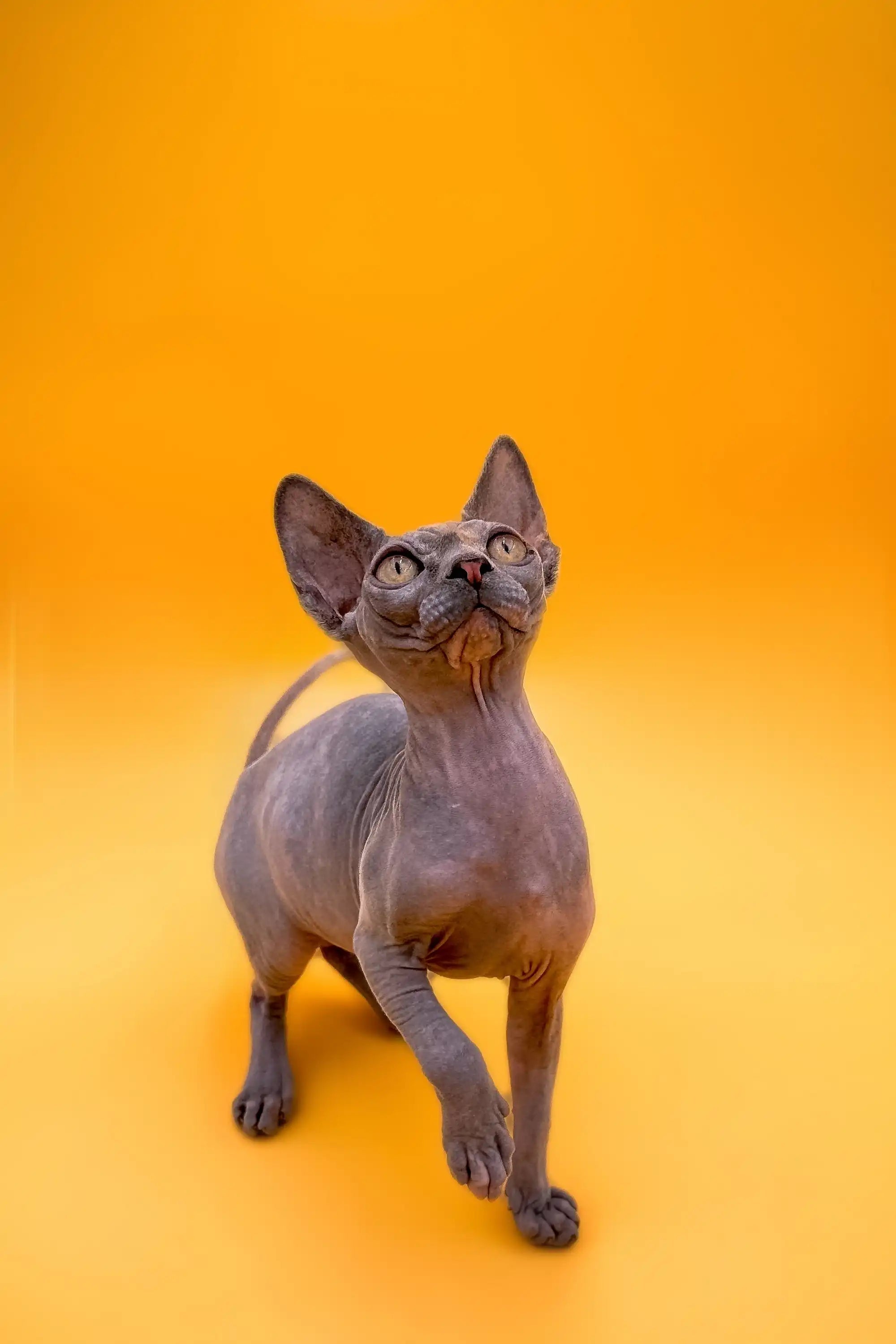 Sphynx Cats and Kittens for Sale Mirand | Kitten