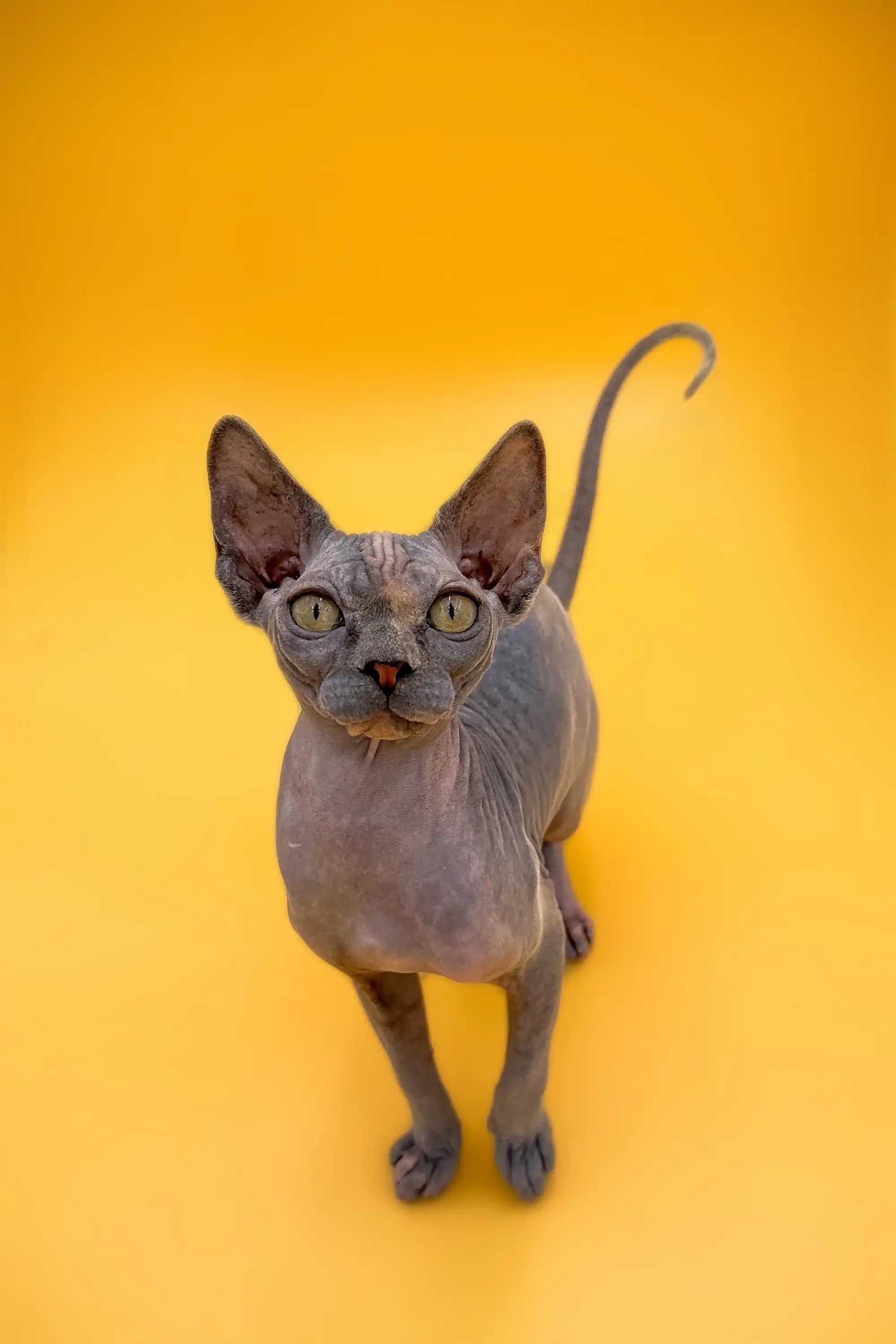 Hairless Sphynx Cats & Kittens for Sale Mirand | Kitten