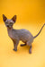 Adorable Hairless Sphynx Kitten with wrinkled gray skin and big ears, named Mirand