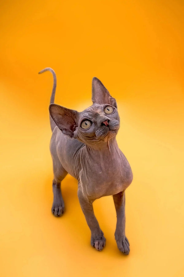 Hairless Sphynx kitten with large ears and wrinkled skin standing alert