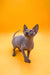 Cute Hairless Sphynx kitten with big ears and wrinkly skin in Mirand product