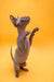 Sphynx kitten standing on hind legs with paws raised, showcasing its adorable features