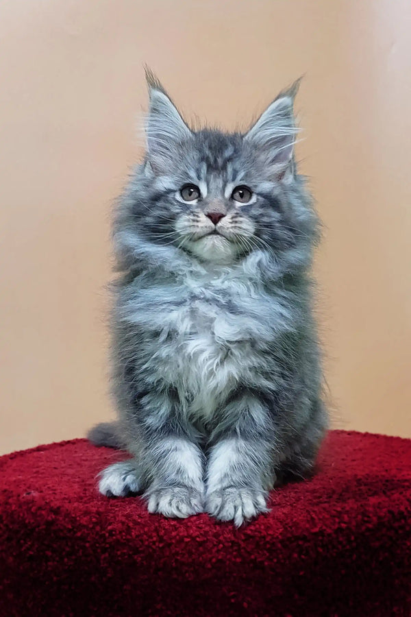 Fluffy gray Maine Coon kitten named Miranda, perfect for cat lovers