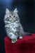 Adorable Gray Maine Coon kitten named Miranda in a cozy setting