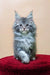 Gray Maine Coon kitten named Miranda, adorable and fluffy, perfect for cat lovers