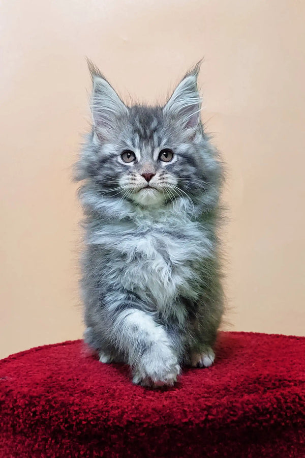 Gray Maine Coon kitten named Miranda, adorable and fluffy, perfect for cat lovers