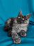 Fluffy gray Maine Coon kitten with bright yellow eyes in the Miranda product line