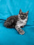 Fluffy gray and white Maine Coon kitten with bright eyes, perfect for any cat lover