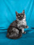 Fluffy gray and white Maine Coon kitten with bright eyes, perfect for your home