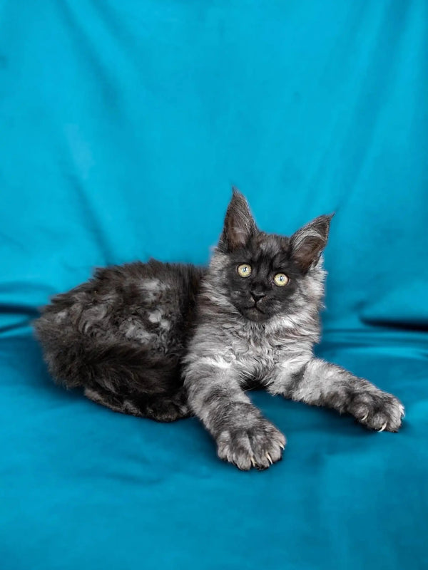 Gray and black long-haired Maine Coon kitten relaxing on a cozy blue surface