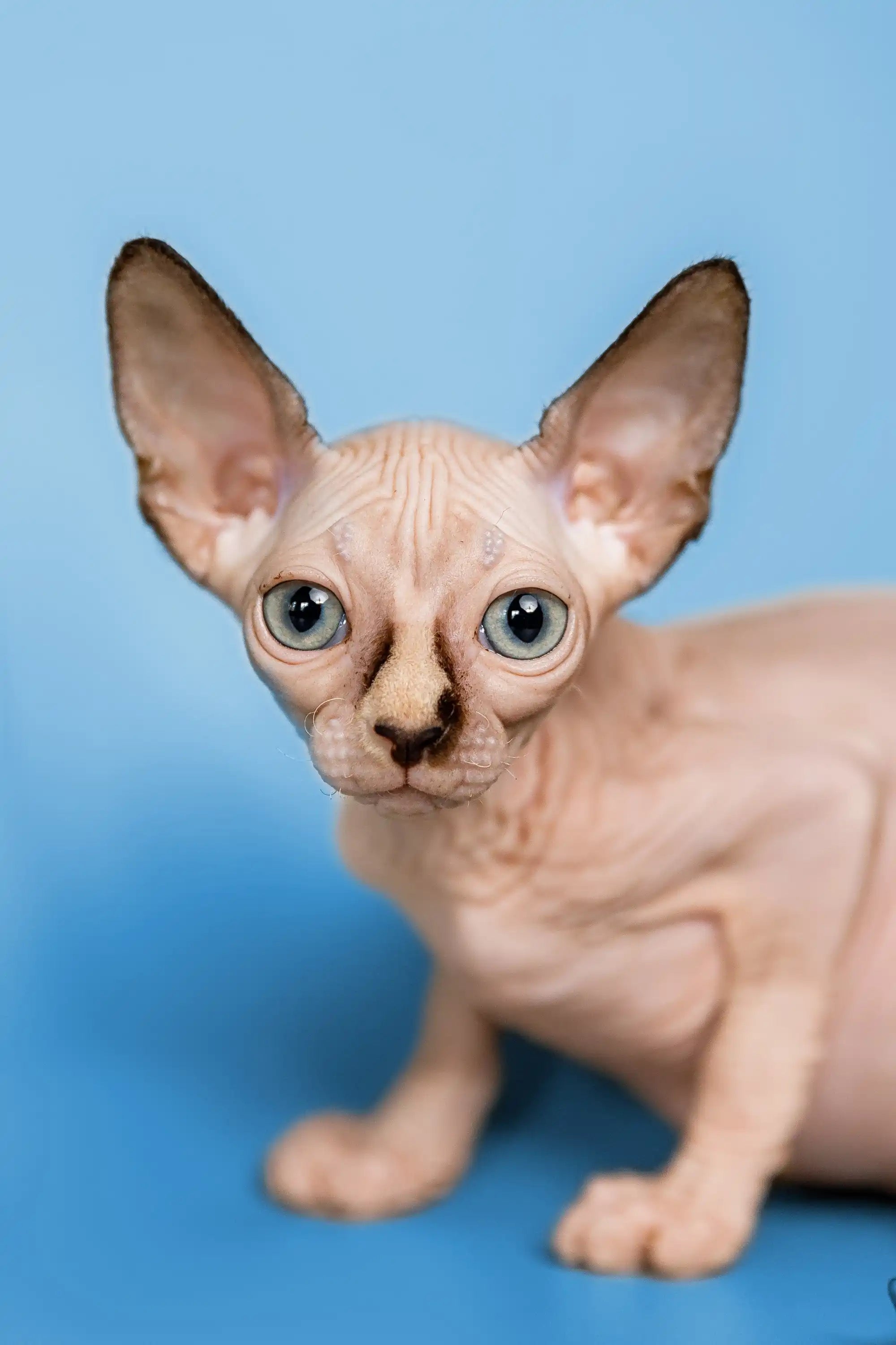 Hairless Sphynx Cats & Kittens for Sale Miranda| Kitten