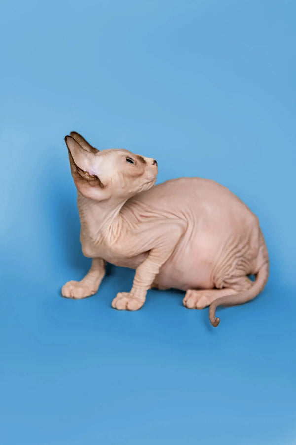 Adorable Hairless Sphynx kitten titled up, a wonderful companion in Miranda’s collection