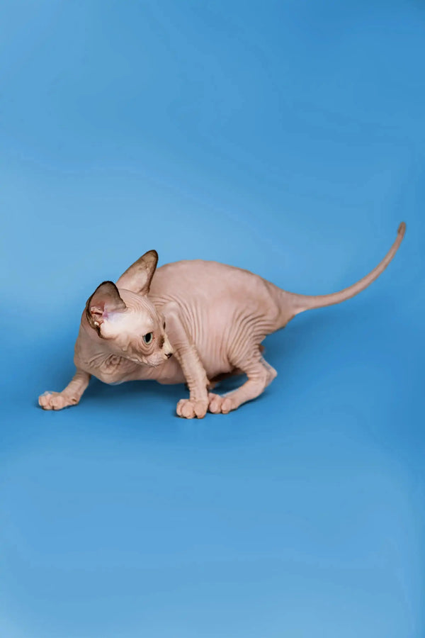 Adorable Hairless Sphynx Kitten named Miranda, a wonderful companion with wrinkled pink skin
