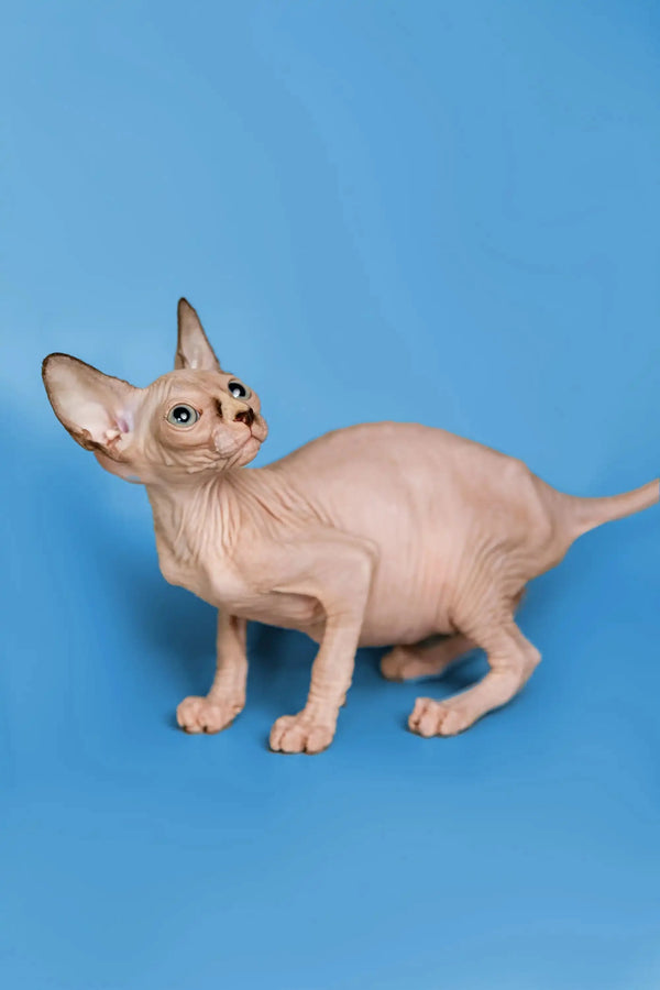 Hairless Sphynx kitten with big ears and wrinkled skin, a wonderful companion choice