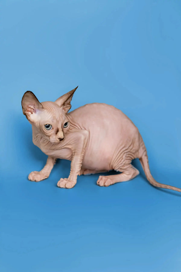 Hairless Sphynx kitten with wrinkled pink skin, a wonderful companion with large ears
