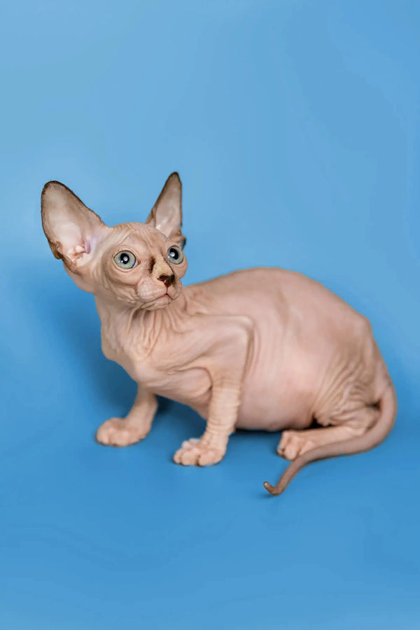 Hairless Sphynx kitten Miranda, a wonderful companion with big ears and wrinkled skin