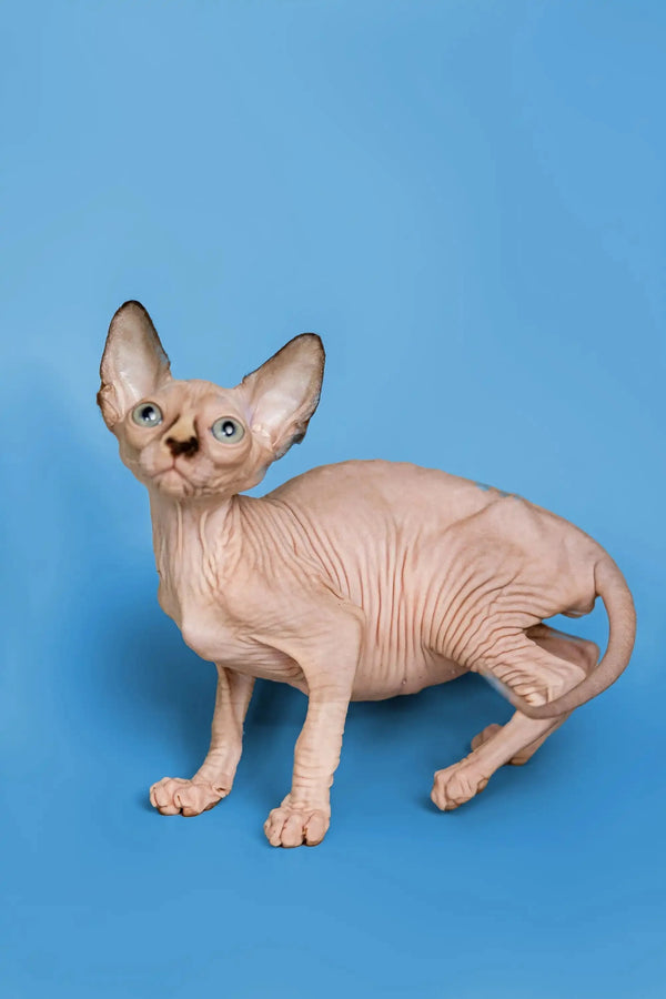 Adorable Hairless Sphynx kitten, the perfect wonderful companion with wrinkled skin and big ears