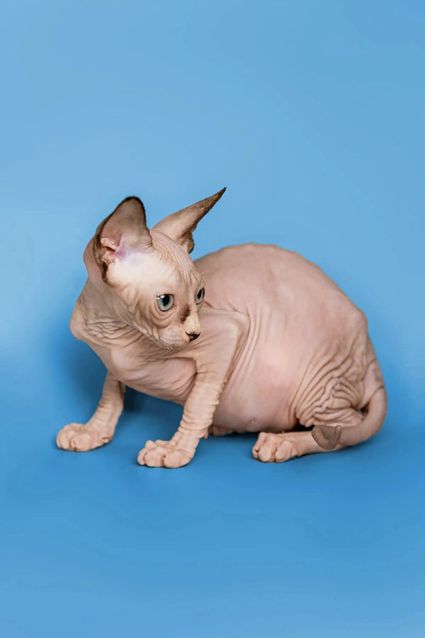 Adorable Hairless Sphynx Kitten Miranda, a wonderful companion with big ears and wrinkled skin