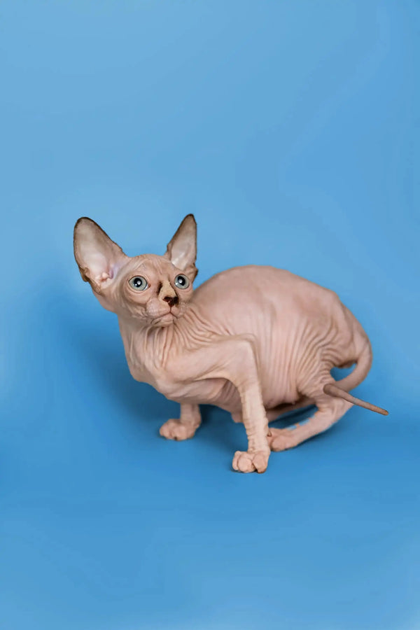 Hairless Sphynx kitten with big ears and wrinkled skin, a wonderful companion
