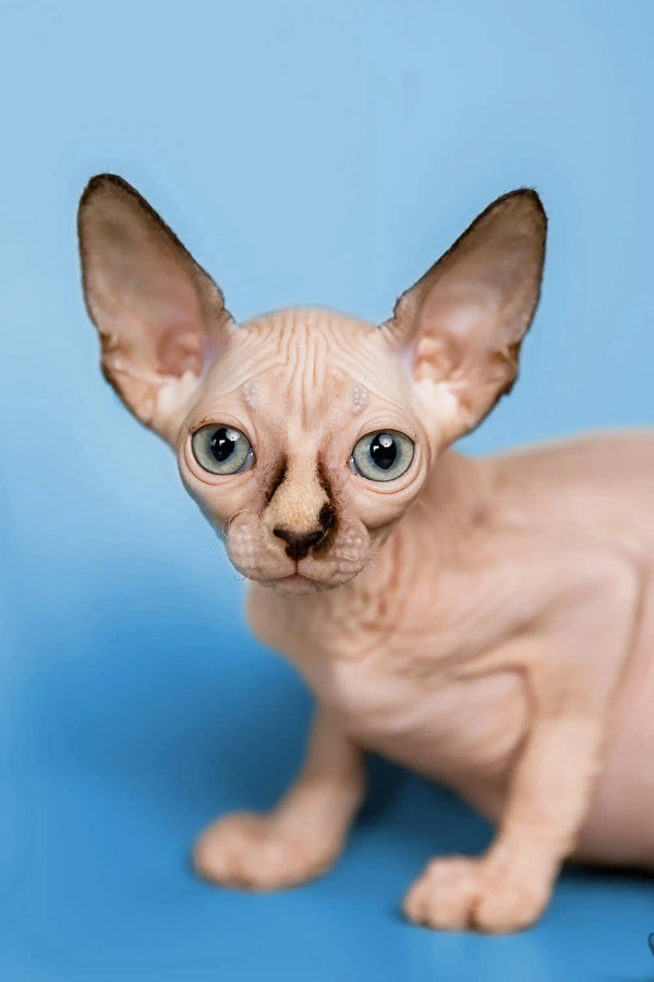 Hairless Sphynx kitten Miranda, a wonderful companion with big ears and round eyes