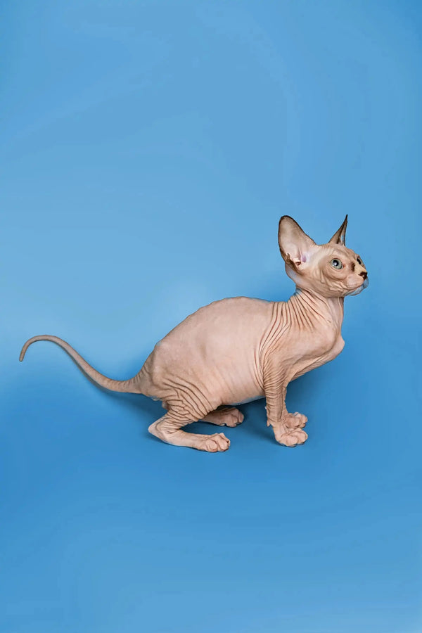 Adorable Hairless Sphynx kitten with wrinkled skin and big ears, a wonderful companion