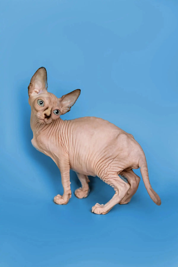 Adorable Hairless Sphynx Kitten Miranda, a wonderful companion with wrinkled pink skin