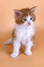 Fluffy ginger and white kitten named Miron, a cute Maine Coon breed