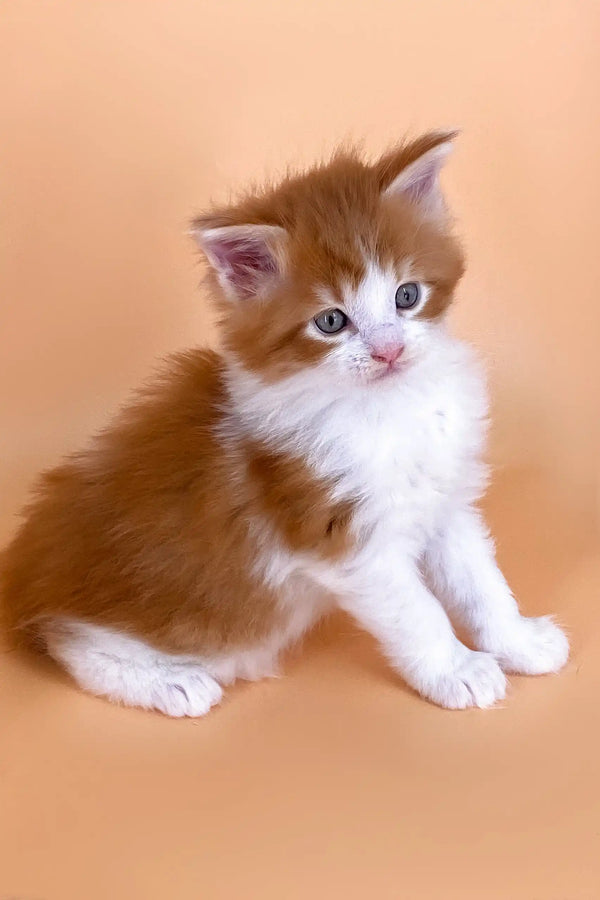 Fluffy orange and white kitten from Miron, a Maine Coon breed